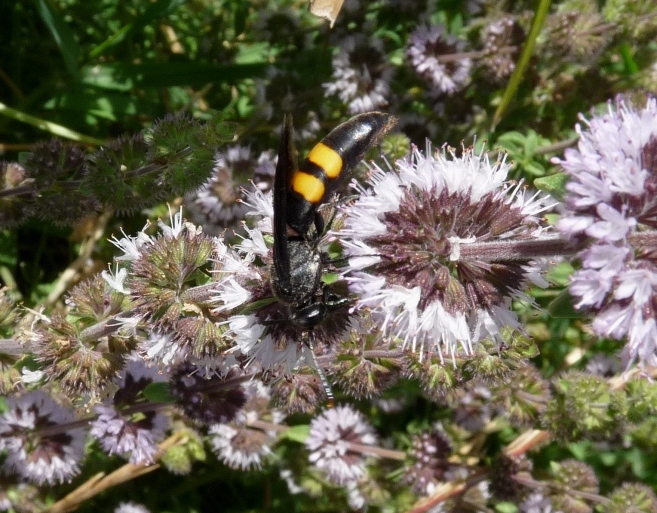 Stizoides tridentatus